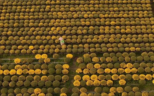 Làng hoa Tết Chợ Lách tất bật đón Xuân