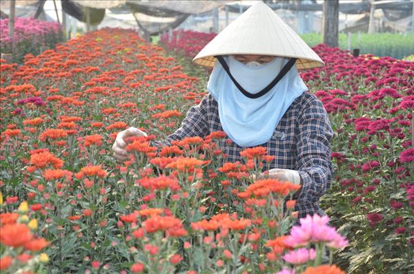 Vì một miền quê đáng sống: Làng hoa Đông Cương góp sắc Xuân cho mọi nhà