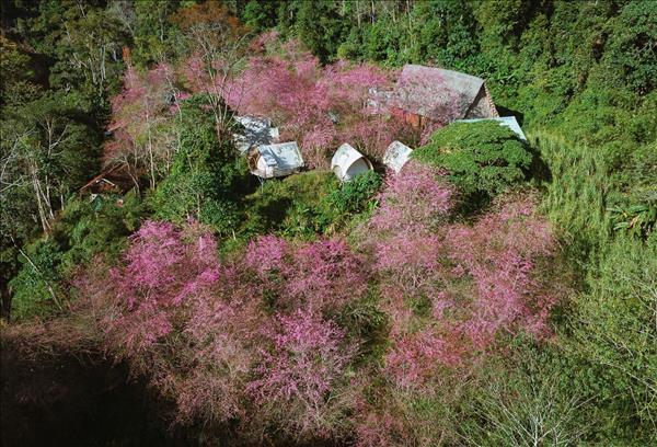 Mai Anh Đào nở rộ tại Măng Đen