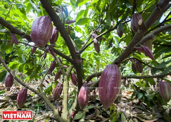Le Vietnam rejoint le cercle des producteurs de cacao aux saveurs fines
