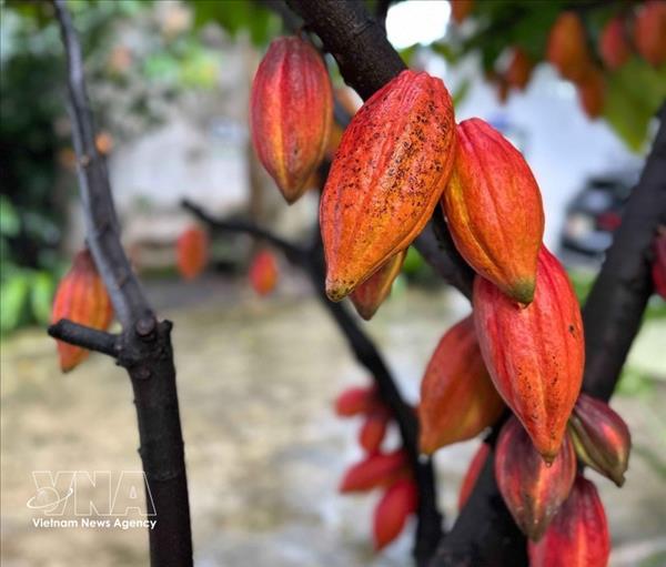Vietnam posiciona su cacao de aroma fino en mapa mundial