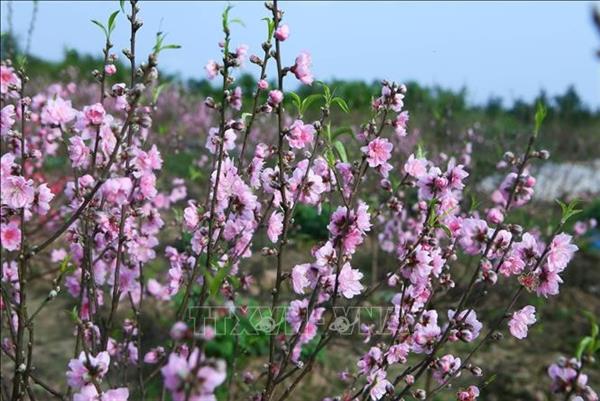 La floraison précoce des pêchers donne ombrage aux horticulteurs à Ninh Binh