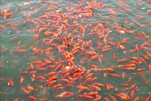 Làng nuôi cá chép đỏ Ninh Châu hối hả đón ngày 23 tháng Chạp