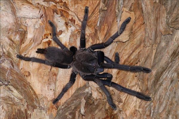 Giải mã thủ thuật phân tử giúp tơ nhện bền hơn thép