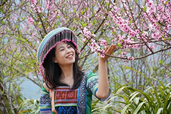 Peach blossoms in full bloom at Sin Suoi Ho community tourism village