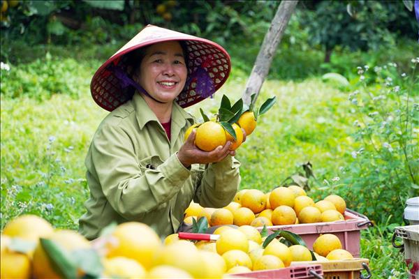 Bumper Orange Harvest Brings Joy to Farmers in Thuong Loc