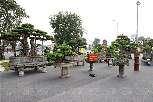 Hội chợ Mùa Xuân 2026: Động lực cho người trồng cây cảnh