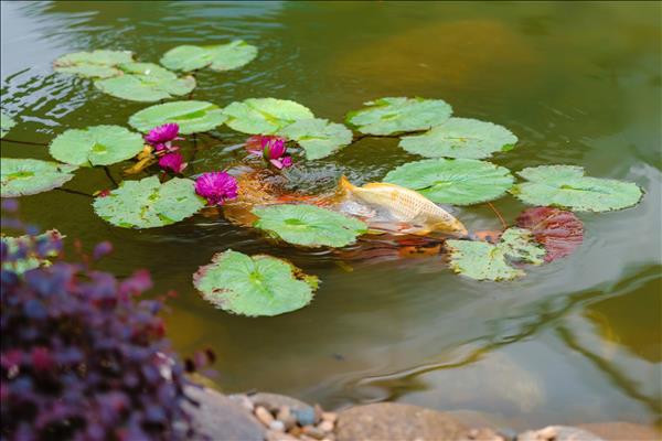 Nhà ga Quốc tế Đà Nẵng vận hành hồ cá sinh thái từ nước thải tái chế