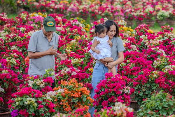 Làng hoa giấy Phú Sơn rực rỡ vào vụ Tết