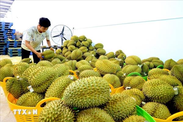 Le Vietnam et la Chine renforcent leur coopération dans le commerce des produits agricoles