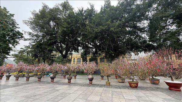 Mở cửa không gian hoa Xuân quy mô lớn tại Vườn hoa Lý Thái Tổ, Hà Nội từ ngày 13/2