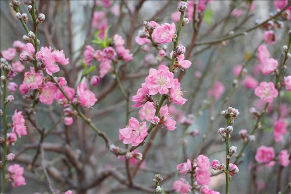 2026年丙午年春节的新春气息传遍越南各地