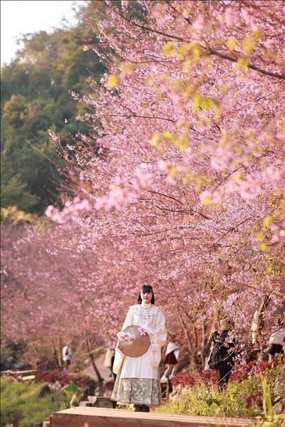 春回木州高原 樱花李花盛放