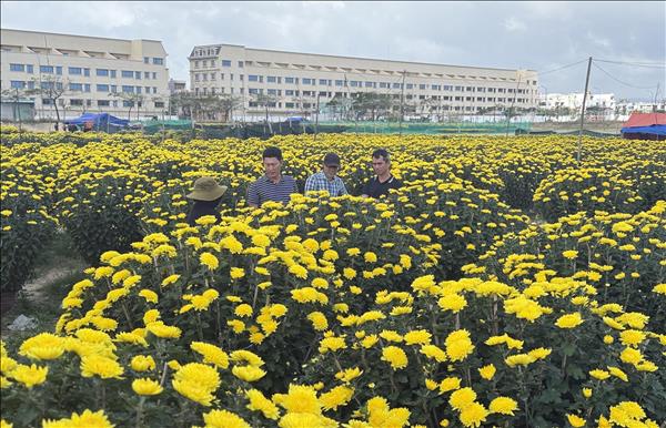 2026년 병오년 뚜이호아 봄꽃 거리와 설 꽃시장, 활기 속 개막