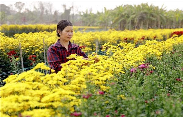 Nhan Vuc Flower Village Abundant with Spring Colours