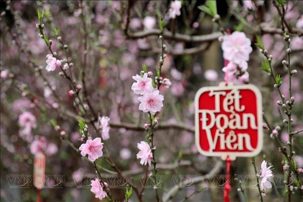 Coleccionar flores por el Tet: una tradición refinada de los hanoyenses
