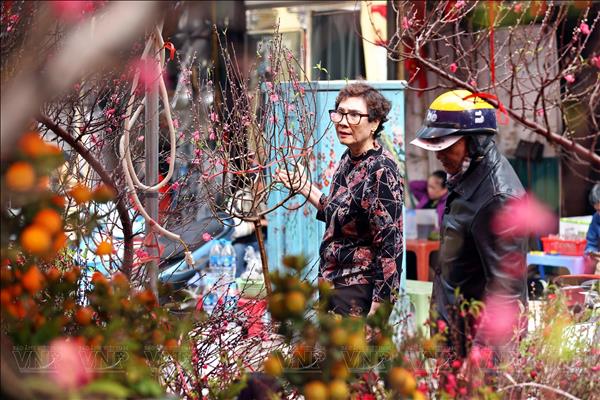 Hà Nội: Giữ sắc đào cho mùa Xuân Hà Nội