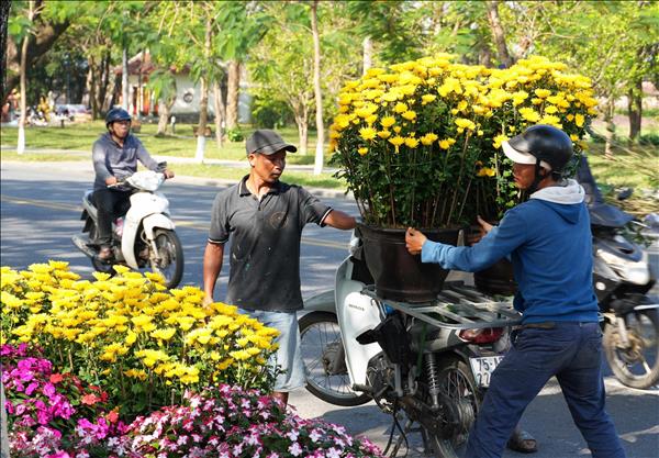후에(Huế) 설 꽃시장, 국화 가격 상승