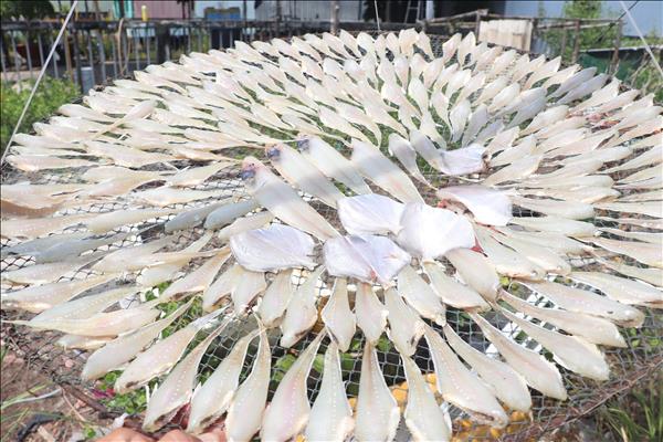 Xuân nơi địa đầu cực Nam Tổ quốc và khát vọng vươn mình