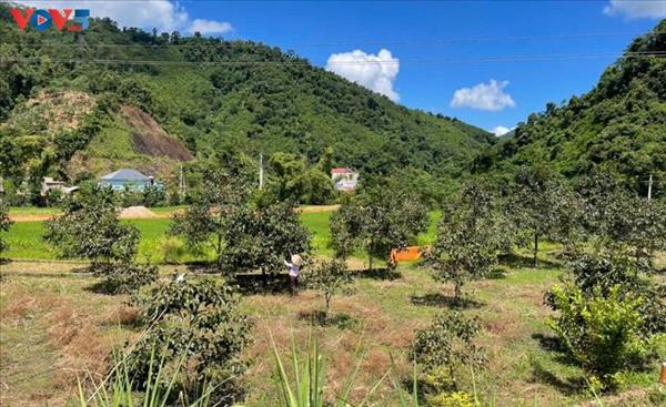 タイグエン省における主要作物の価値向上