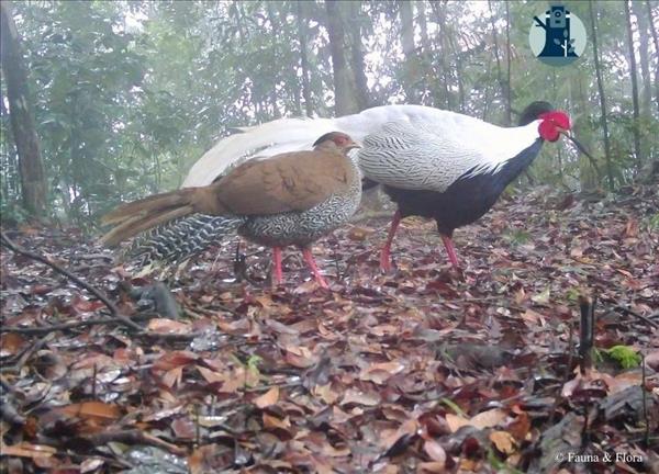 Vườn quốc gia Pù Mát ghi nhận nhiều loài động vật quý hiếm có trong Sách đỏ Việt Nam và Danh lục đỏ IUCN