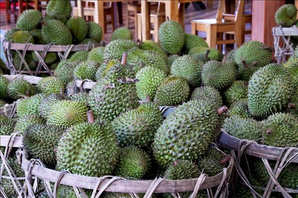 Thông quan 17,4 tấn sầu riêng đầu tiên qua cửa khẩu Lào Cai