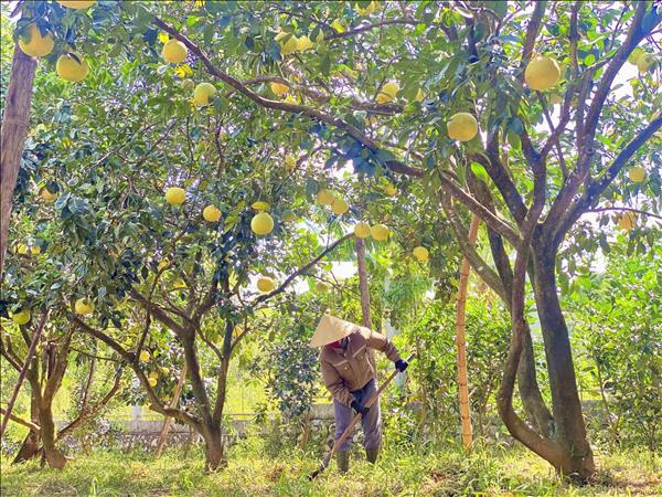 Thương mại Việt Nam-EU chuyển động theo hướng xanh