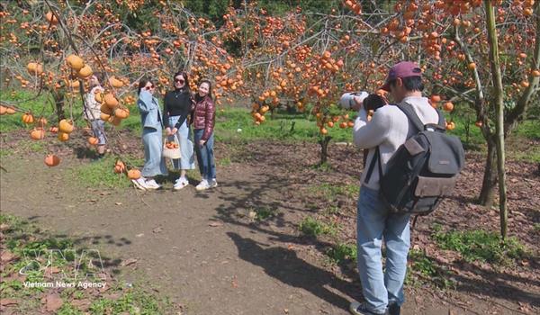 Tet 2026: Travellers opt for affordable recharge, closer-to-home experiences