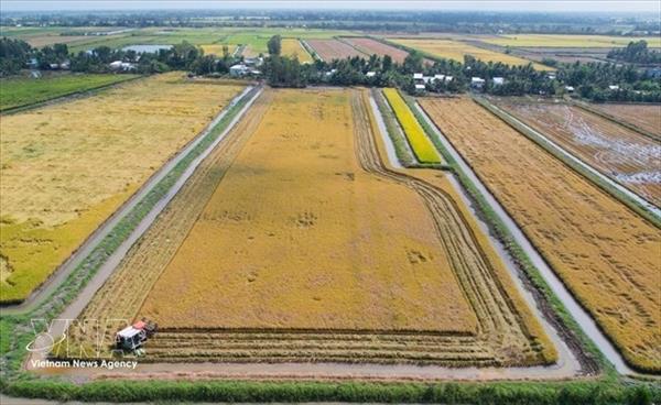 Фермеры дельты Меконга получают высокие урожаи риса на рисово-креветочных фермах