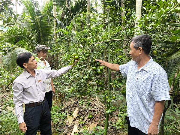 Đa tầng canh tác thích ứng với biến đổi khí hậu