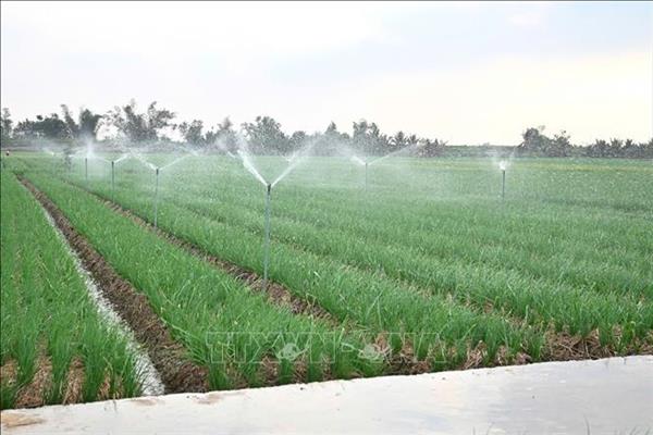 Tìm hướng phát triển cho thủ phủ hành, tỏi ở miền Bắc