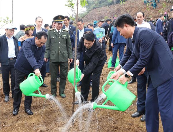 Plantation darbres, un investissement stratégique pour un développement durable
