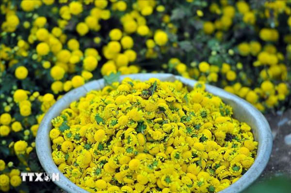 Nghĩa Trai - Làng dược liệu độc nhất vô nhị ở Việt Nam