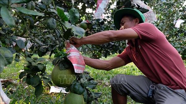 Hiện thực hóa Nghị quyết 57 bằng những cánh đồng công nghệ cao