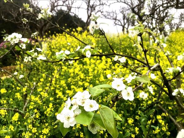 Du khách lạc lối trong sắc hoa xuân cao nguyên trắng Bắc Hà