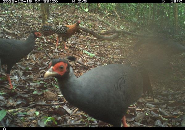 Registran 27 especies de fauna silvestre en el entorno forestal del Santuario de My Son