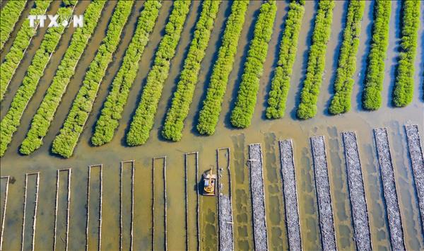 发展沿海森林 推动绿色经济