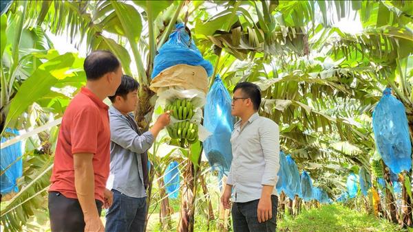 Gia Lai mở rộng 250.000 ha liên kết chuỗi, nâng tầm nông sản xuất khẩu