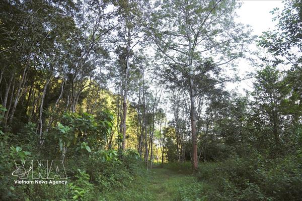 铺黄外围植物园：热带植物的活博物馆