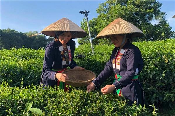 Campos de té en Thai Nguyen prosperan en la nueva era digital