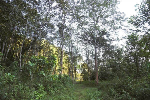 Pu Huong outlying botanical garden – living museum of tropical plant species