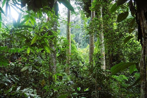 Pu Huong Botanical Garden: Tropical Living Museum in Nghe An