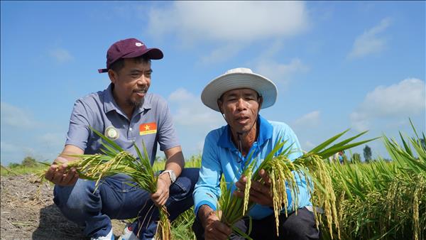 Đại học Cần Thơ trình diễn giống lúa mới TNN91 tại An Giang
