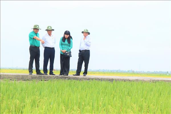 Trình diễn 22 giống lúa thích ứng biến đổi khí hậu tại Đồng bằng sông Cửu Long