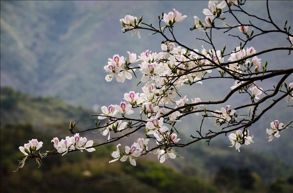 ດອກບານ ບານສະພັ່ງ ອວດສີສັນ ຢູ່ຕາມບັນດາເສັ້ນທາງ ພູເຂົາຢູ່ ດ້ຽນບຽນ