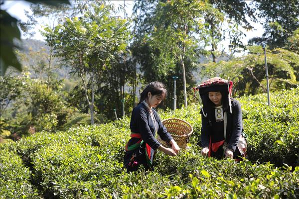 ハノイとタイグエン省が観光商品の形成に連携