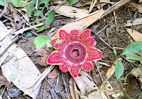 Découverte dune fleur rare dans le Parc national de Phong Nha – Ke Bang