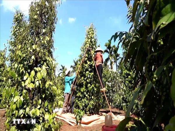 Les exportations vietnamiennes de poivre atteignent un niveau record