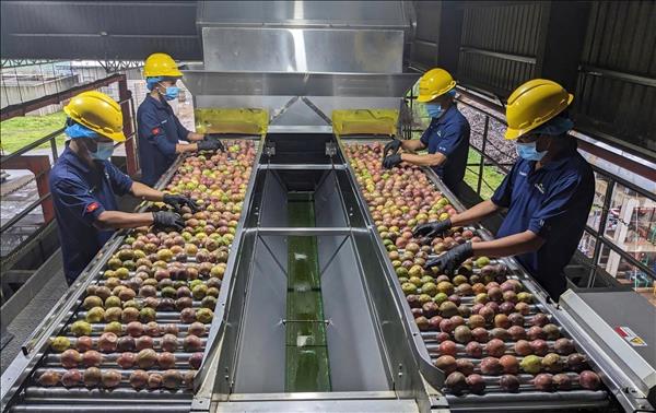 Agro-forestry-fishery exports: Proactive risk response needed to sustain growth