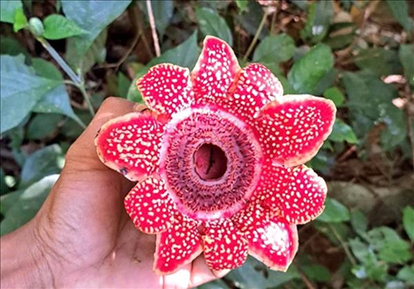 Rare Himalayan sapria discovered in Phong Nha – Ke Bang forest